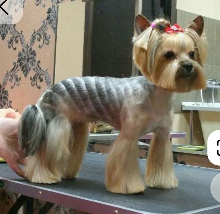 Грумер. Деснянський, Дніпррвський.Стрижка собак-Йорк, Мальтезе, Биішон