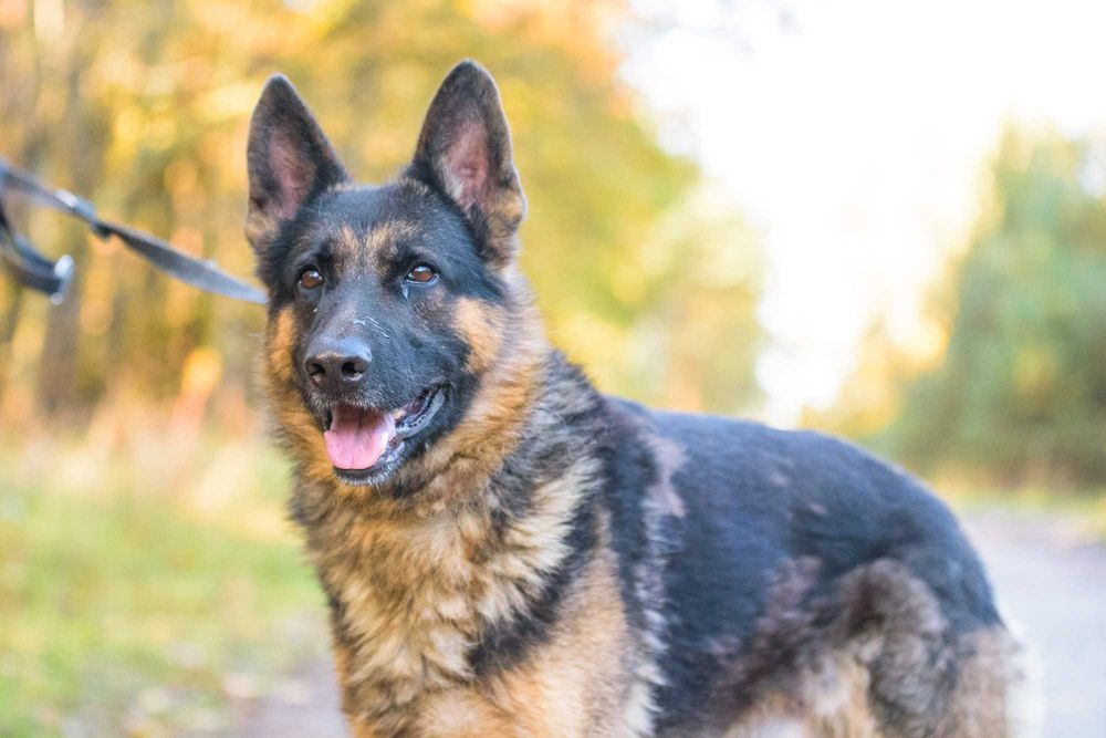 DOKKER - młody w typie owczarek niemiecki