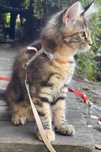 Podpalana Koteczka Maine Coon