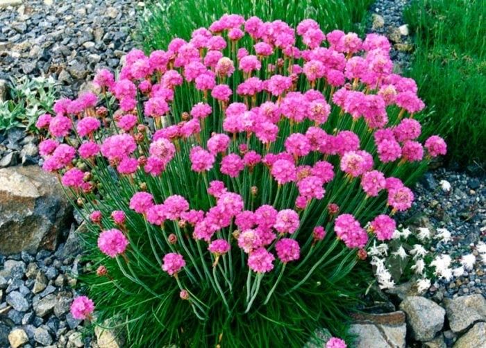 Армерія Приморська