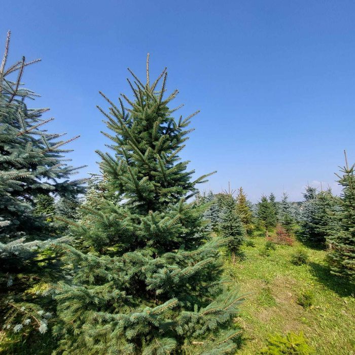Choinki Plantacja Świerk Srebrny,Jodła Kaukaska