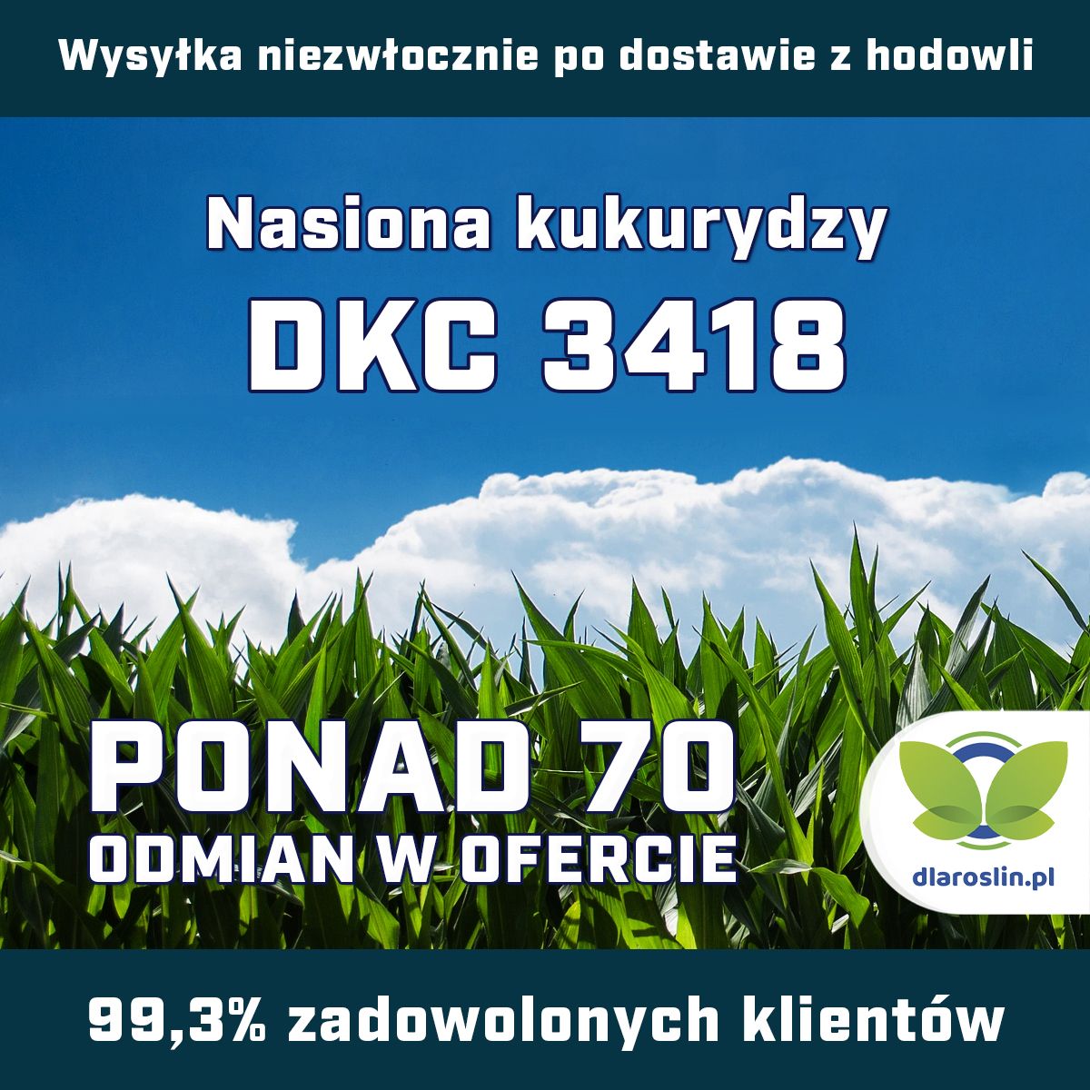 Kukurydza DKC 3418, F1, opak. 50 tys.n. | dlaroslin.pl