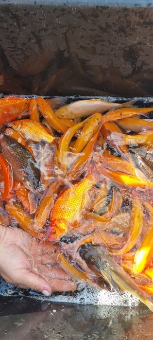 Narybek i kroczek karpia