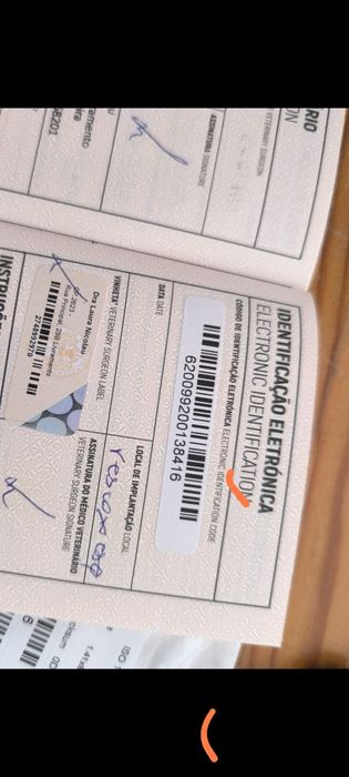 Linda bichon maltes, vacinada e desparasitada