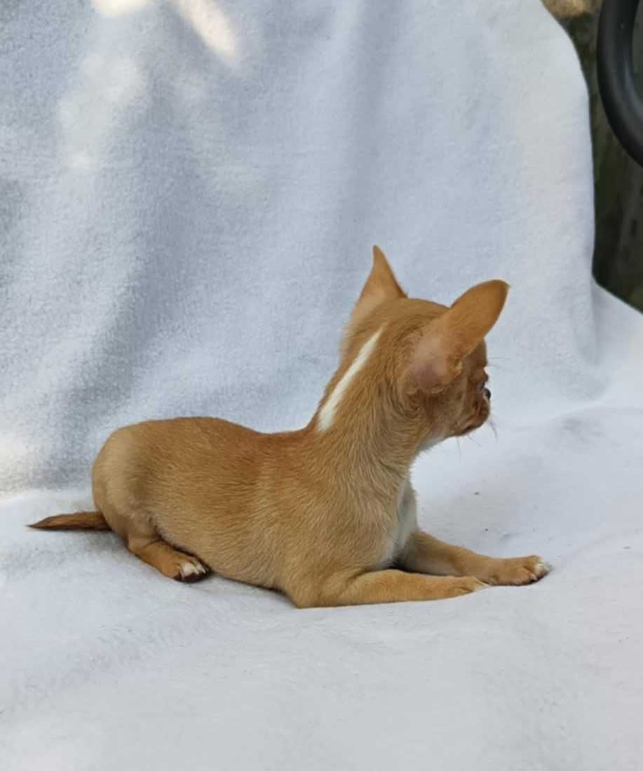 Chihuahua suczka