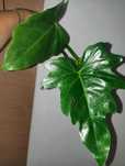 Philodendron radiaum duży szczyt