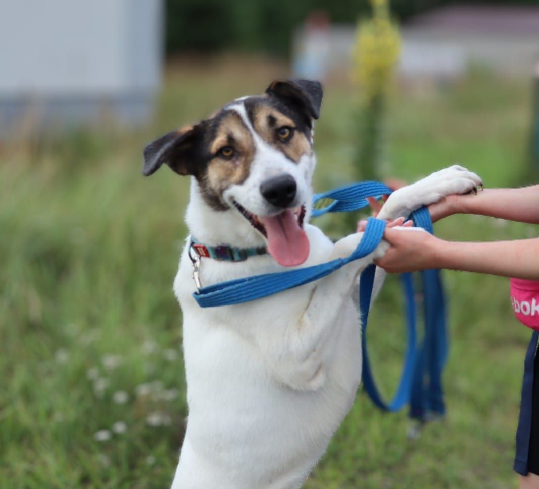 Archie cudowny przyjazny wulkan pozytywnej energii