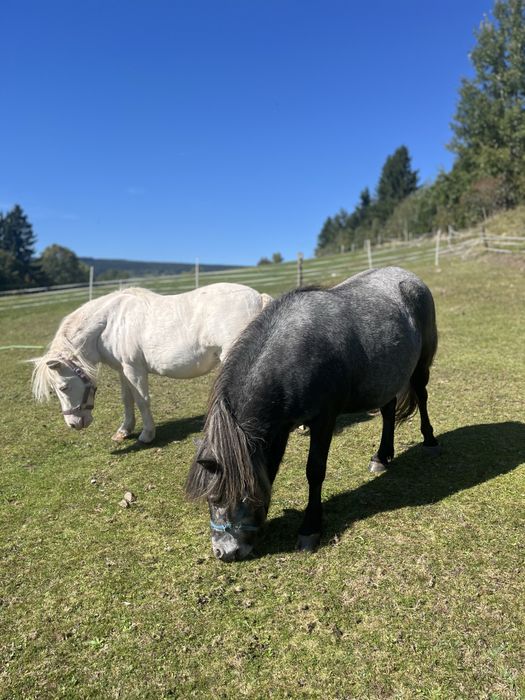 Kuce szetlandzkie cena za oba