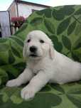 Golden Retrievier