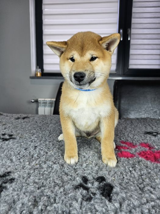 Shiba inu szczenię ZKWP FCI doskonały rodowód