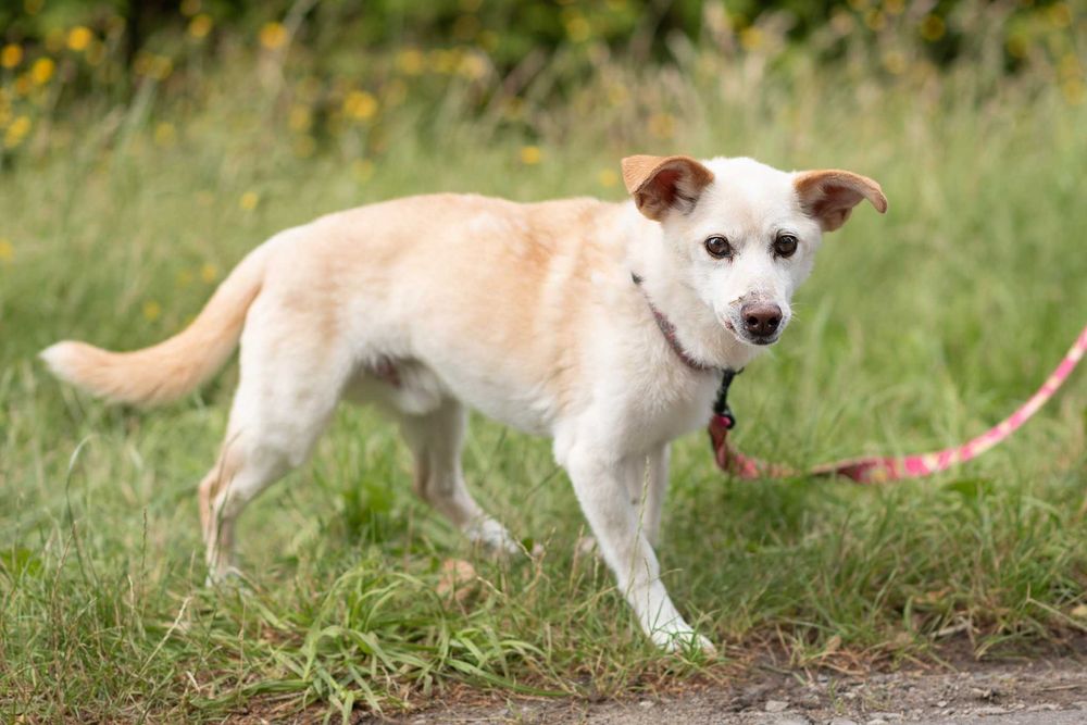delikatny, spokojny, kremowy MIKI: tak mi brakuje domu ;(