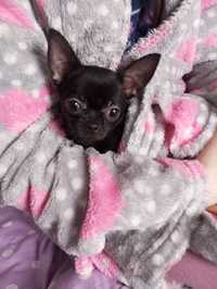 Sunia czarna Chihuahua
