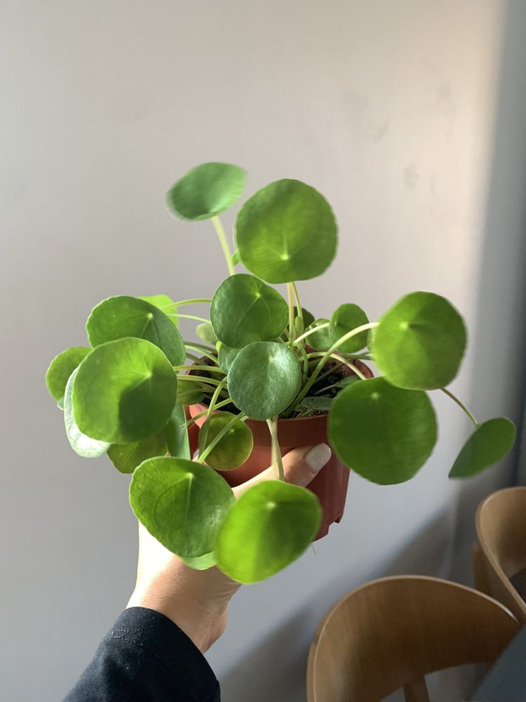 kwiat peperomia/pilea