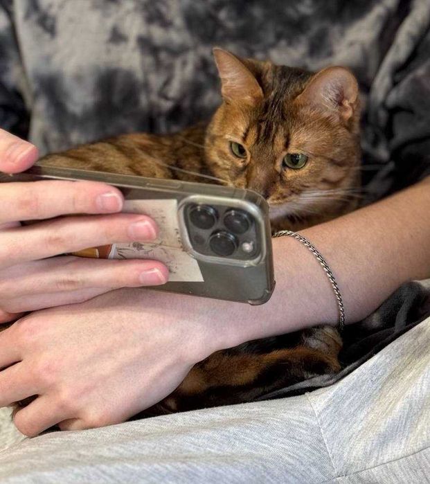 Породистая кошечка в леопардовом окрасе, Бенгалочка - 1-2 года