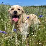 Golden Retriever Grzecznościowo -aktualne