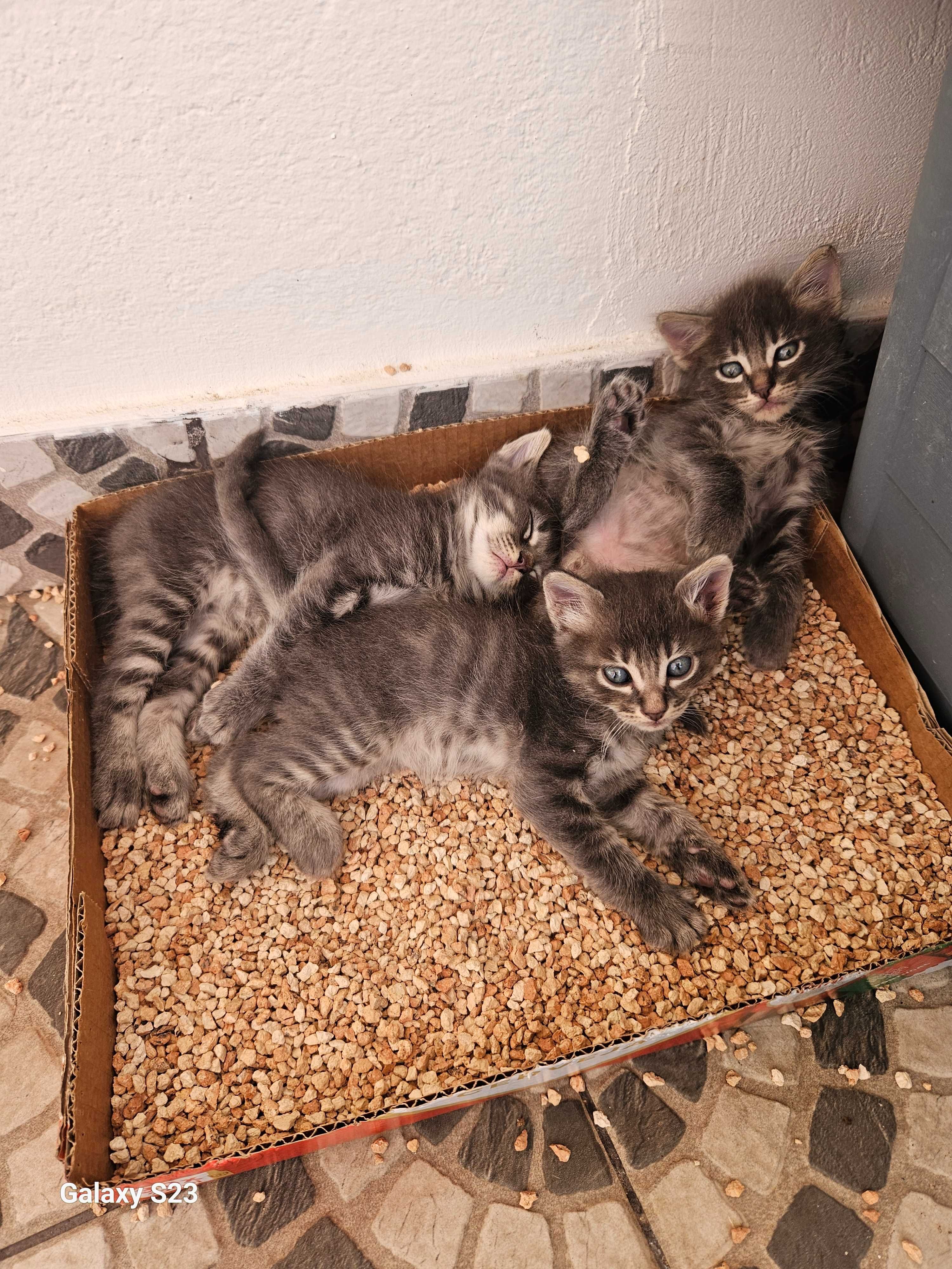 Gatinhos para adopção responsável