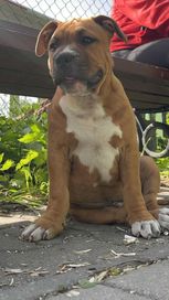 American Staffordshire Terrier Amstaff