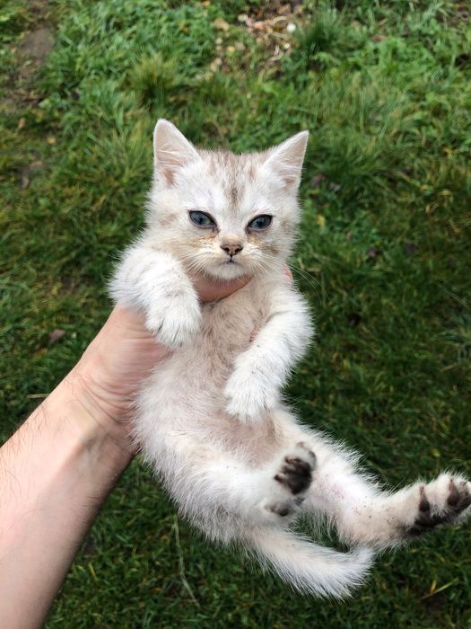 Кішка британська метис