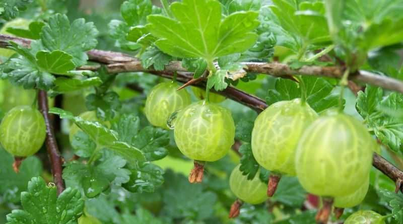 Groselheira e Uva Crispa