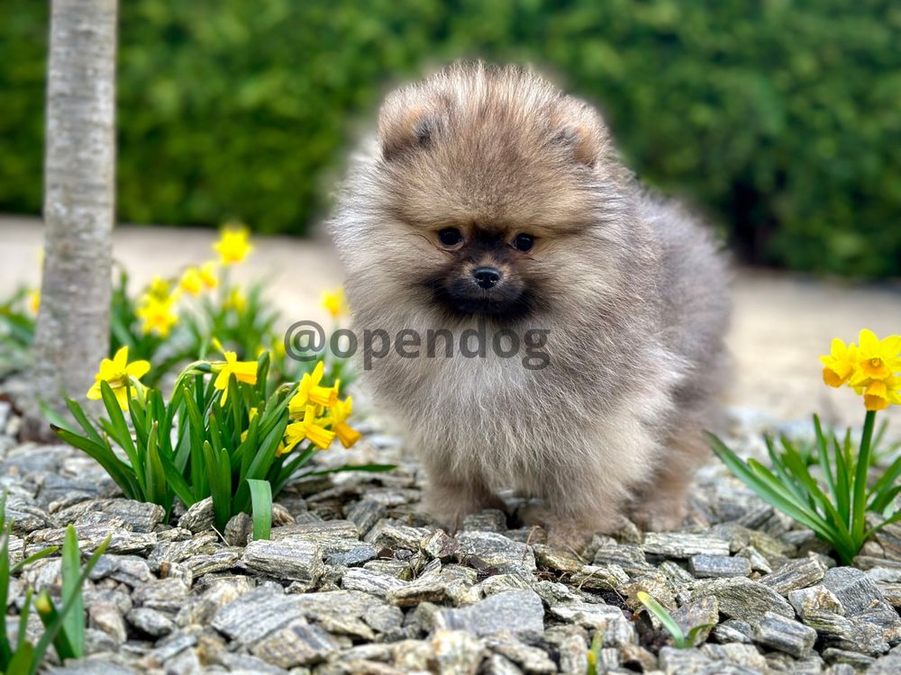 Szpic miniaturowy wybitny POMERANIAN OSTATNI-piesek PASZPORT