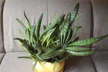 Gasteria, gasteria w doniczce