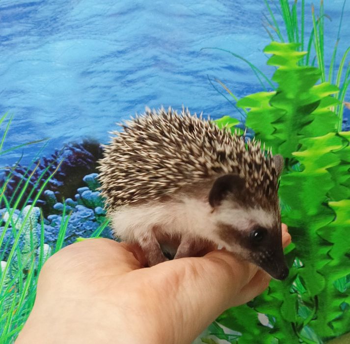 Jeż pigmejski/Jeżyki‼️Owojone‼️Młodziutkie-Samce +Książeczki zdrowia‼️