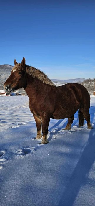 Kobyła źrebna zmieni dom