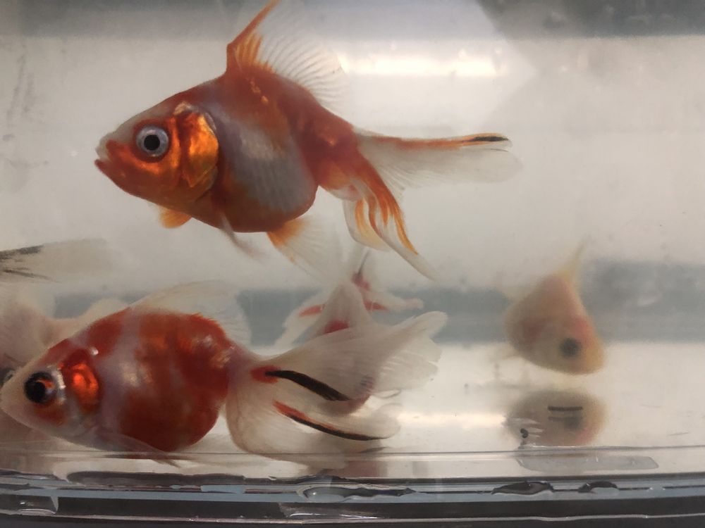Oranda Ryunkin Sakura 6/7