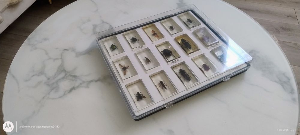 Owady zatopione w żywicy 1, Kolekcja owadów