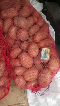Домашняя крупная  10кг картошка велика  картопля