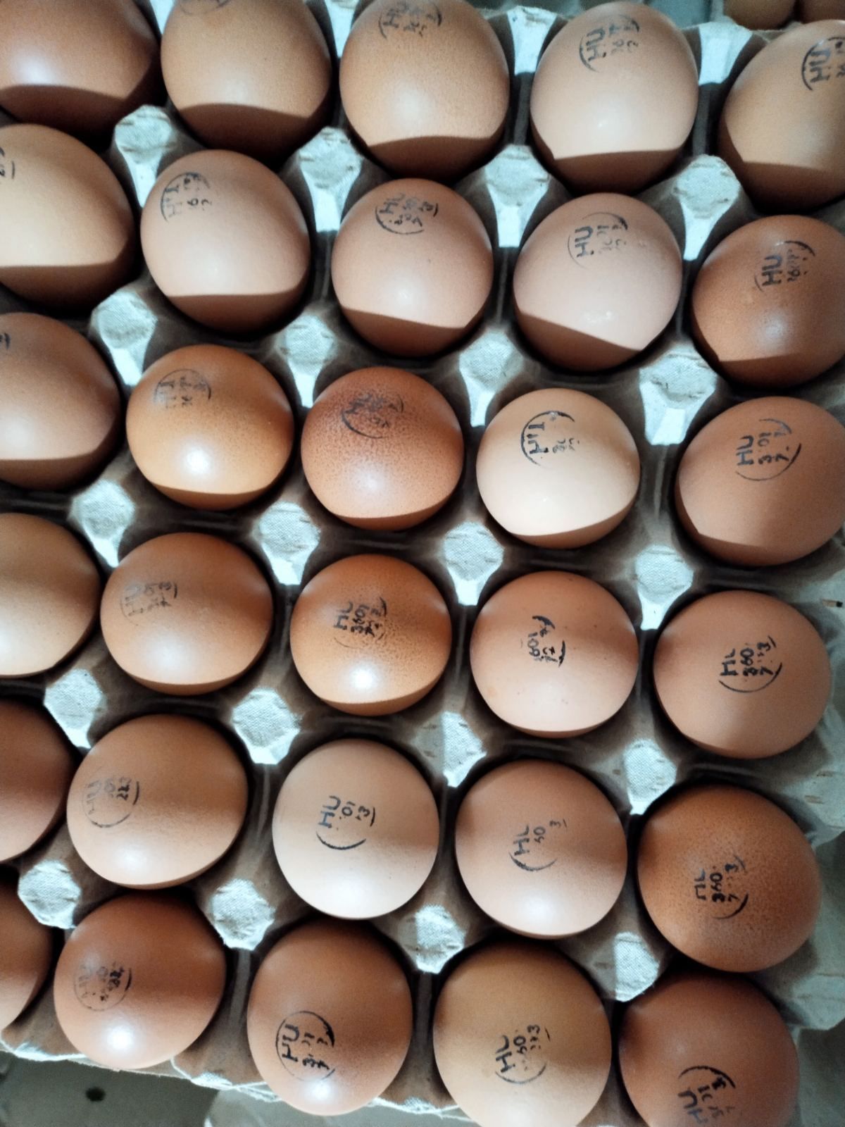 Яйцо для инкубации продуктивной несушки