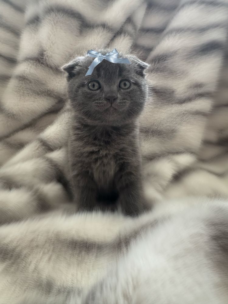 Котята Шотландські вислоухі