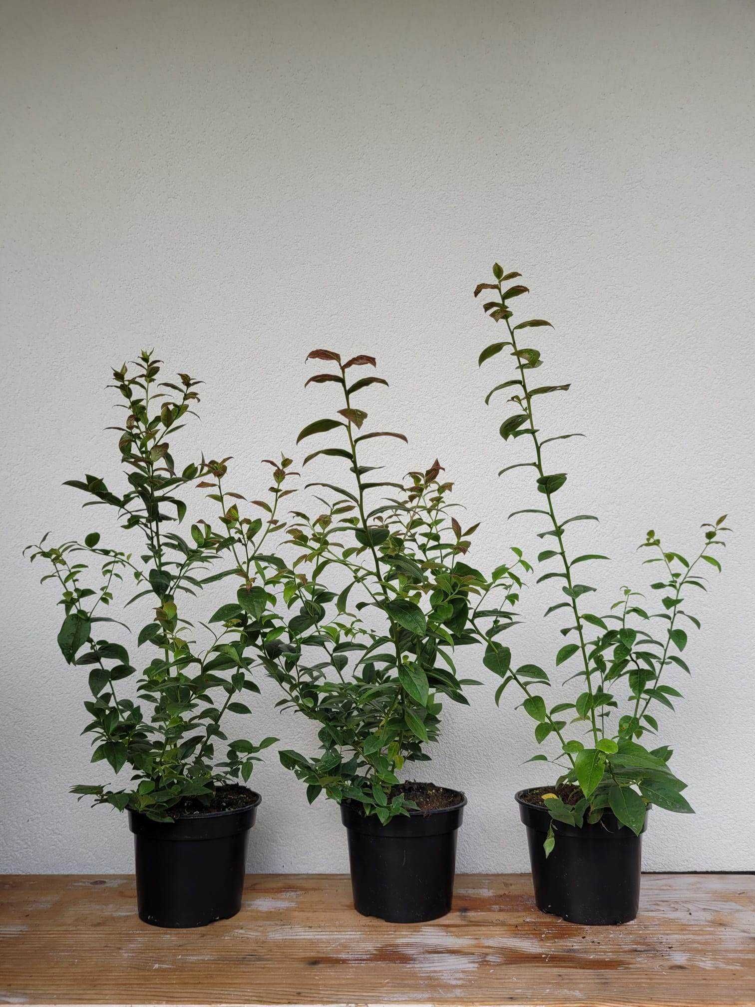 borówka amerykańska sadzonki / blueberry / / Duke / Chandler/ Bluecrop