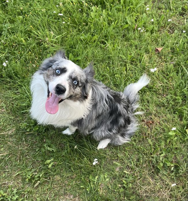 Border Collie blue merle pies