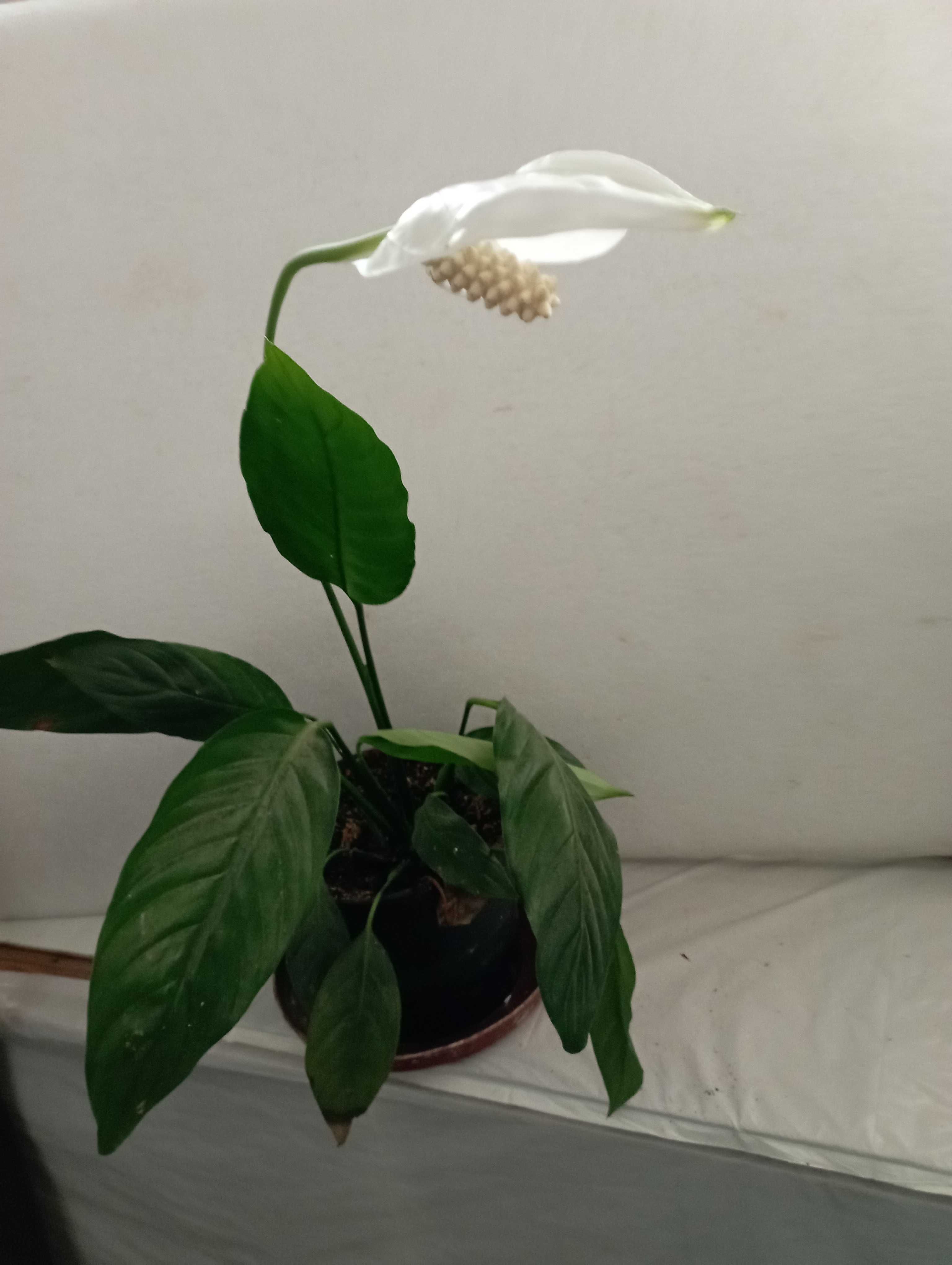 Planta Lírio da Paz