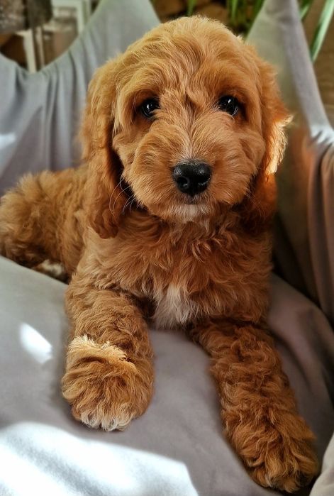 ** Emirek ** cudny chłopiec Cockapoo f1