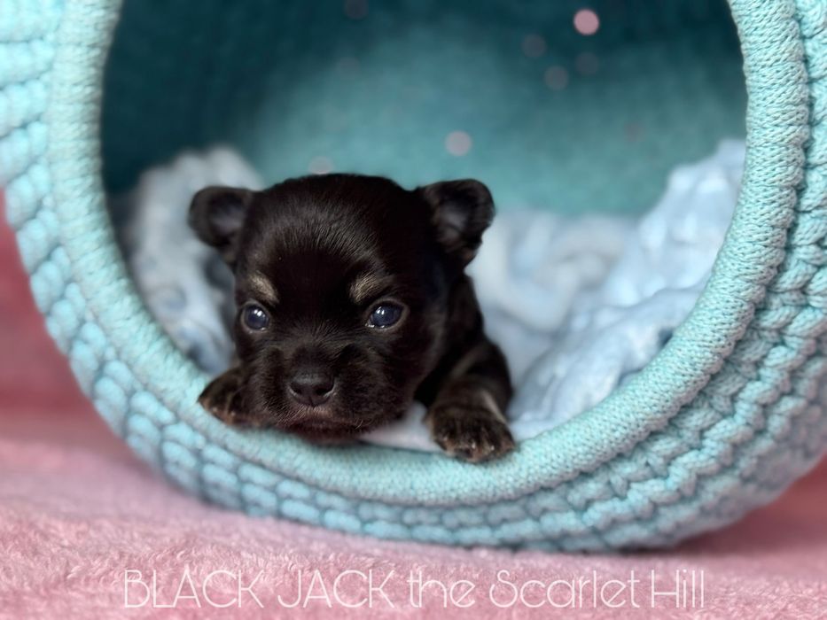 BLACK JACK pies szczenię chihuahua fci zkwp tricolor
