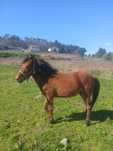 Cavalo rassa garrano
