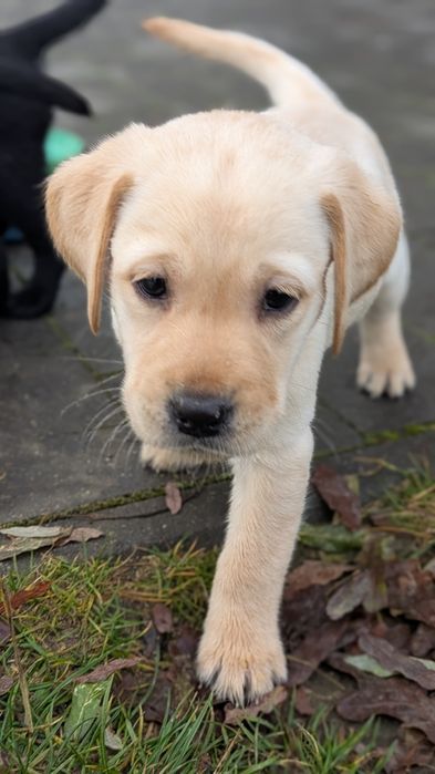 Szczeniak Labrador retriever z rodowodem suczka