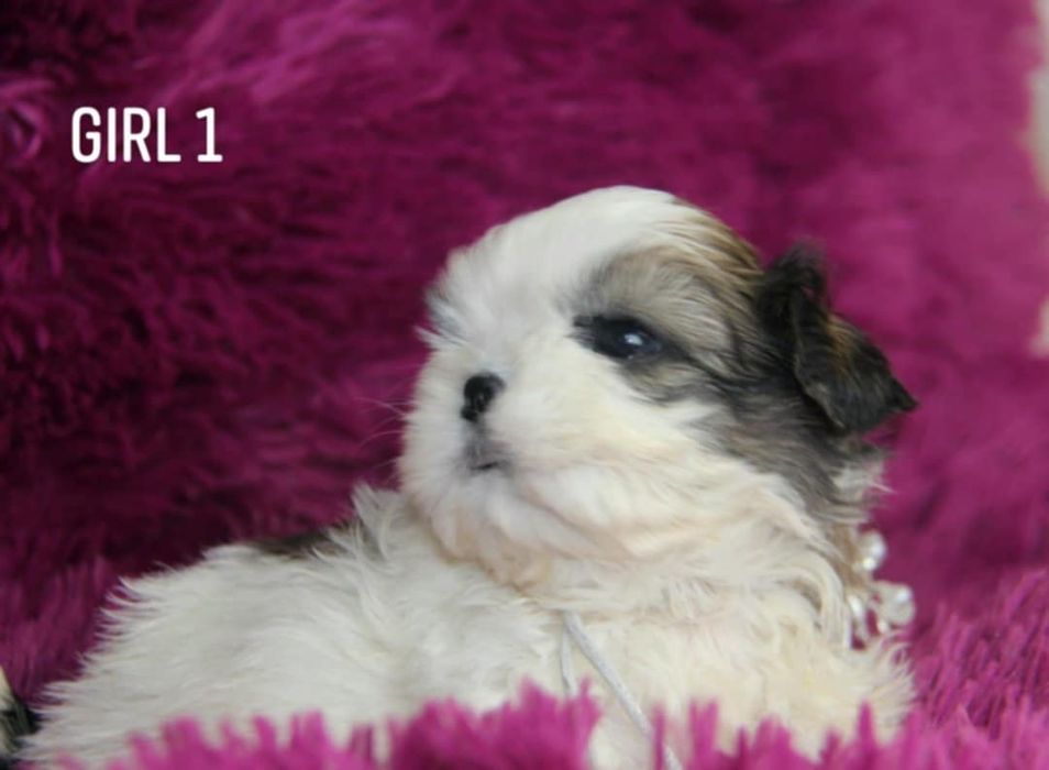 Shih - Tzu sunia Zkwp FCI