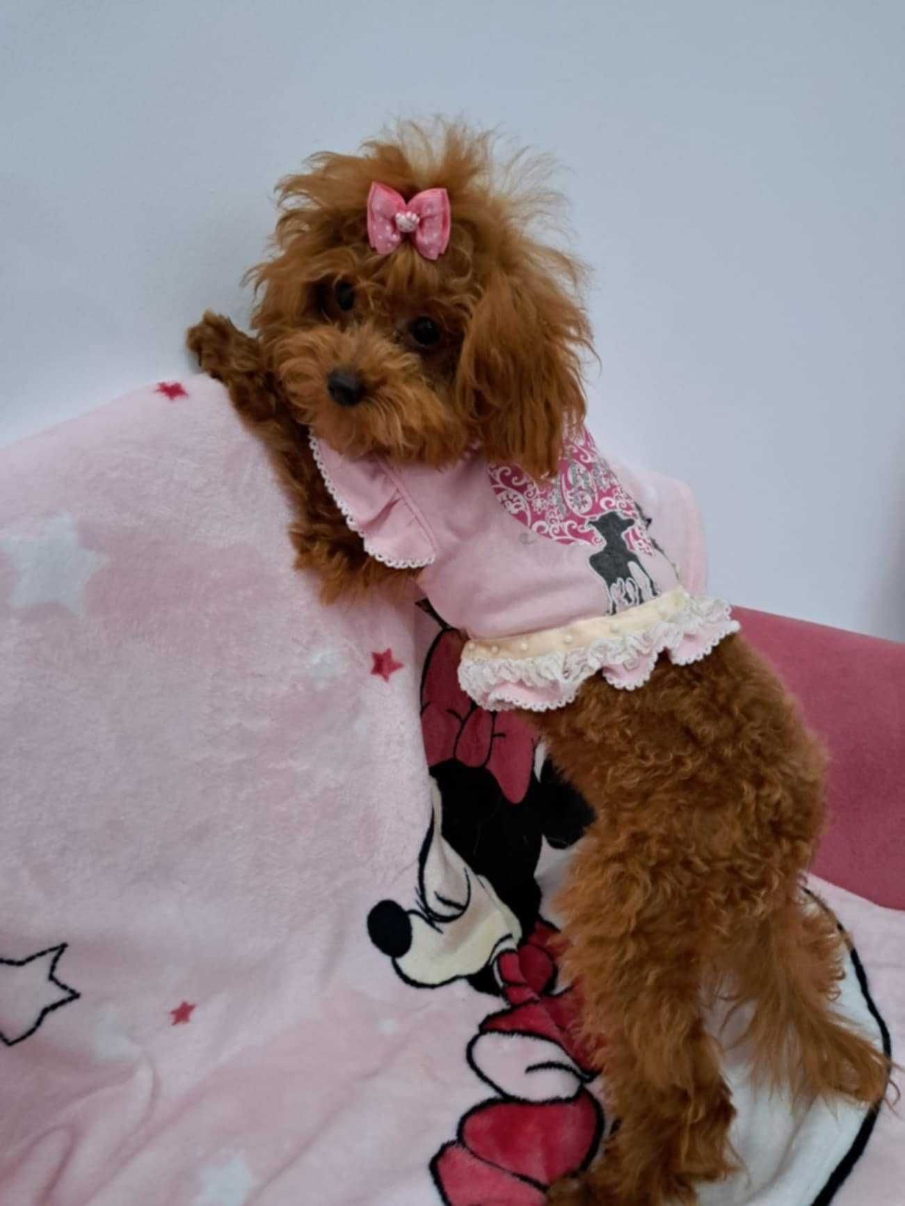 mini suczka pudel toy red  teacup  z rodowodem FCI do odbioru