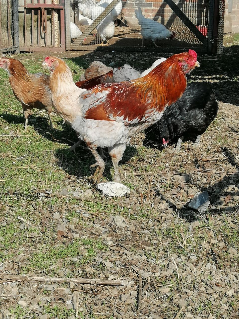 Jaja lęgowe jajka kur araucana bezogoniasta zielone jajko