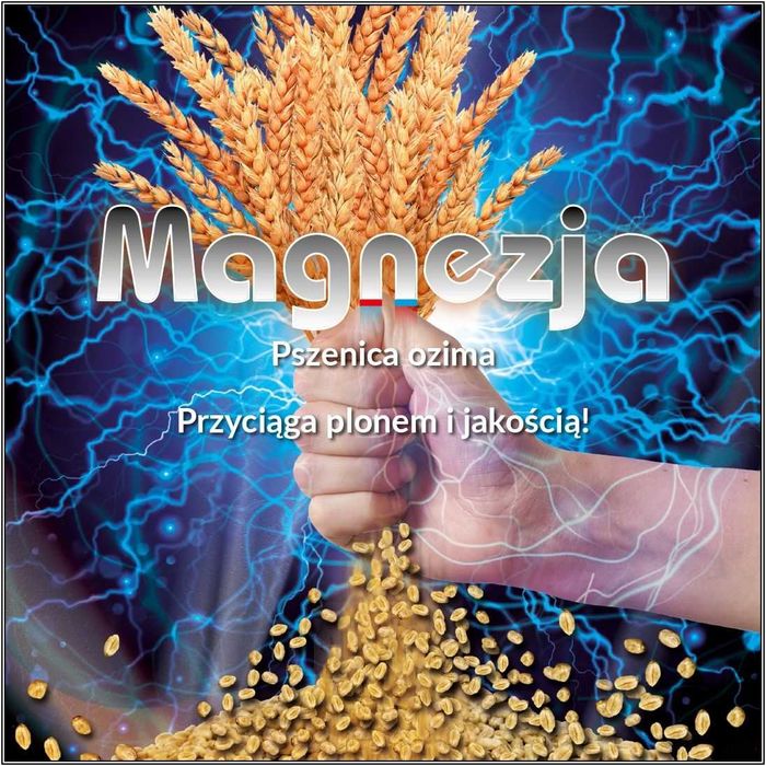 Pszenica Ozima MAGNEZJA - Plon Jakość Zdrowotność Nasiona Pszenicy PHR