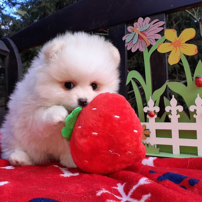 Suczka, typ misia, zadbana, info instagram