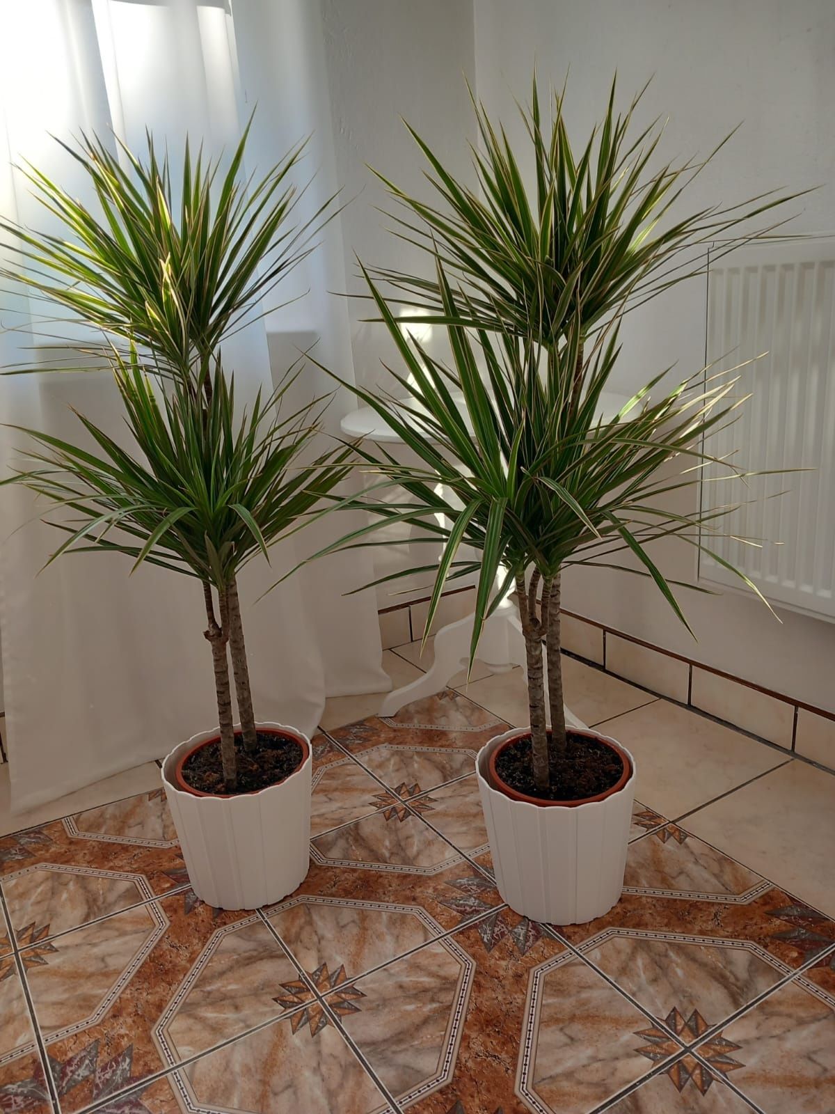 Kwiat Dracena BICOLOR