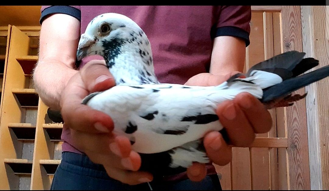 Gołębie pocztowe tygrysy