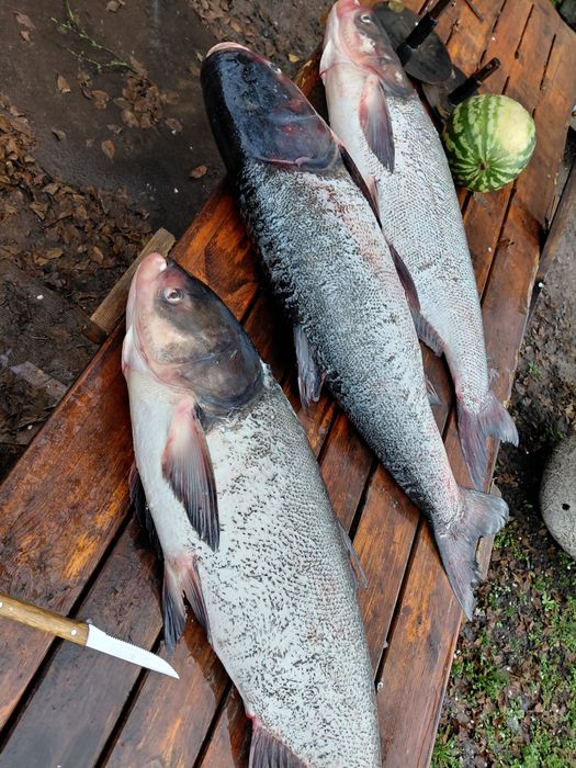 Маринований товстолоб саламур 300гр