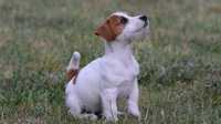 Jack Russell Terrier ZKwP FCI - wzorcowy piesek  wystawowy