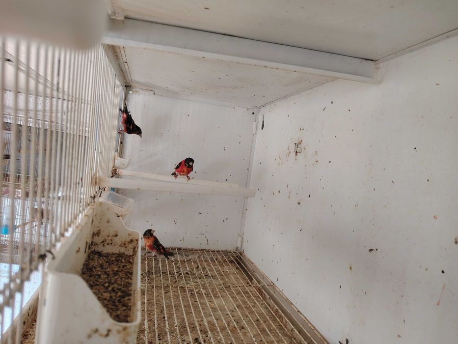 Cardinalitos machos 2025 e carpudacos de mutação