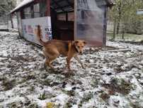 Smerf piękny pies do adopcji